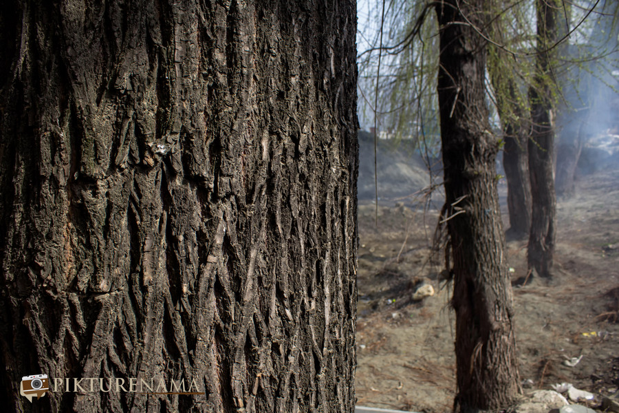 Will tree for Kashmir willow bat