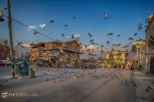 Hazratbal Srinagar pigeons fly