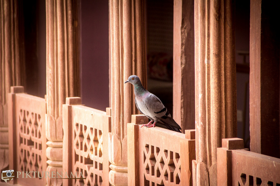 Narendra Bhawan bikaner pigeon
